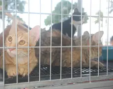Unidade de Zoonoses de Cabedelo vai realizar Dia D de Castração de felinos
