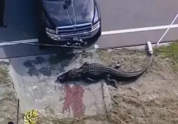Crocodilo de 4 metros é visto carregando corpo de mulher em cidade da Flórida