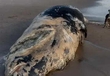 Baleia é encontrada morta em praia da Paraíba