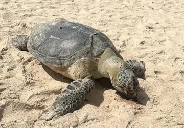 Populares encontram tartaruga marinha morta em praia de João Pessoa