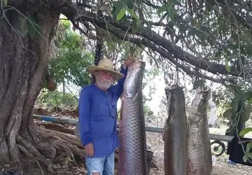 Pescadores de Coremas se espantam ao capturar seis pirarucus e peixes pesarem mais de meia tonelada