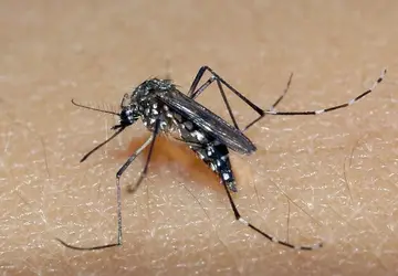 Capital paulista registra 39 mortes por dengue de janeiro a abril