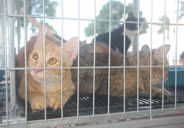 Unidade de Zoonoses de Cabedelo vai realizar Dia D de Castração de felinos