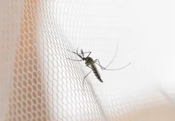 ALERTA! Paraíba registra aumento de 150% nos casos de dengue