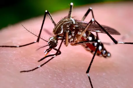 Dengue: Fiocruz vai produzir 100 milhões de mosquitos por semana com bactéria que impede a transmissão da doença