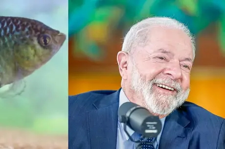 Professor da UFPB descobre espécie de peixe e batiza em homenagem ao presidente Lula