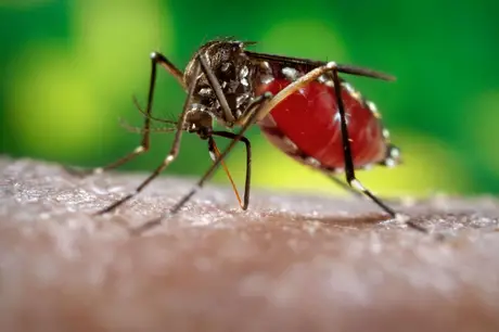 Secretário de Saúde confirma segunda morte por Dengue na Paraíba