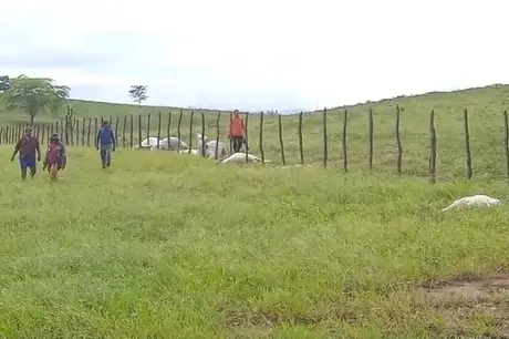 Raio mata 12 vacas na zona rural de Ingá, Agreste da Paraíba; veja vídeo