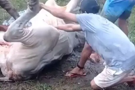 VÍDEO: Raio cai e mata vários animais no município de Serraria, Brejo paraibano